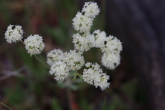 Eriogonum heracleoides, photograph author not stated, no rights reserved