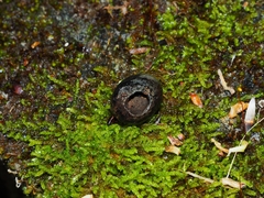 Muscardinus avellanarius