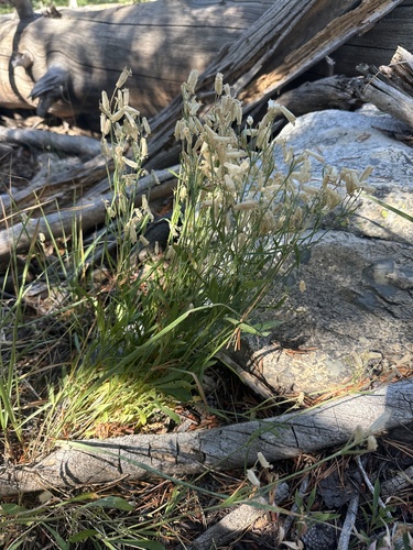 Silene douglasii, photograph 1