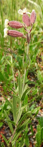 Silene repens, photograph 5