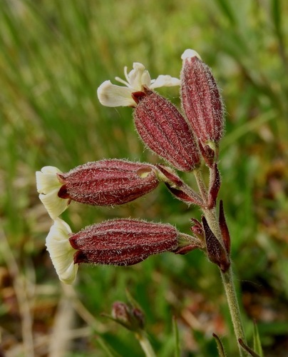 Silene repens, photograph 4
