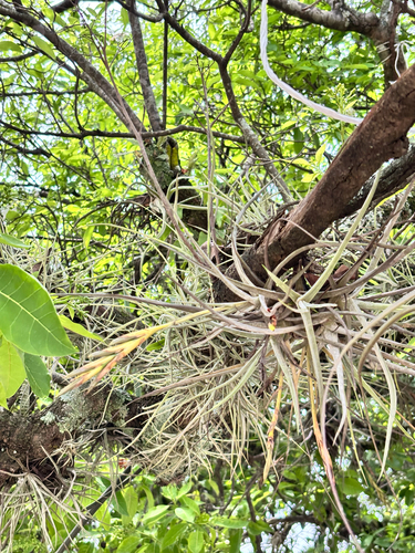 Tillandsia schiedeana, photograph 3