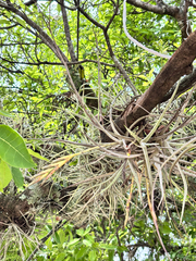 Tillandsia schiedeana, photograph (c) Ricardo Betancourt Sánchez, some rights reserved (CC BY)