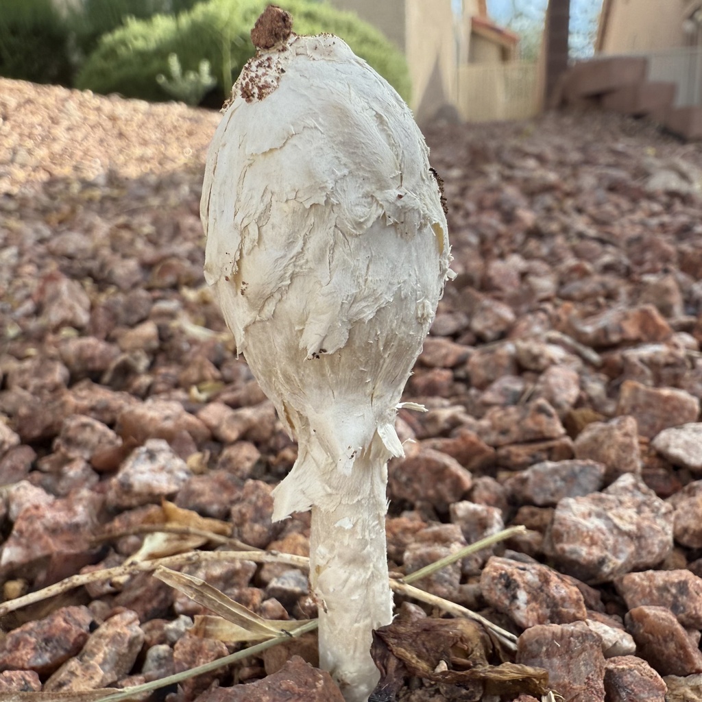 Desert Shaggymane · August 2026 · photo: Photo: no rights reserved · iNaturalist