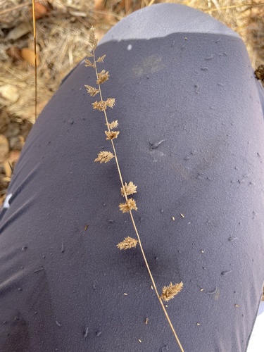 Eragrostis elongata observed 2026-08-18