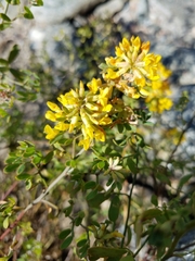 Acmispon dendroideus dendroideus