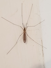 Nephrotoma flavescens