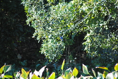 Corythornis vintsioides