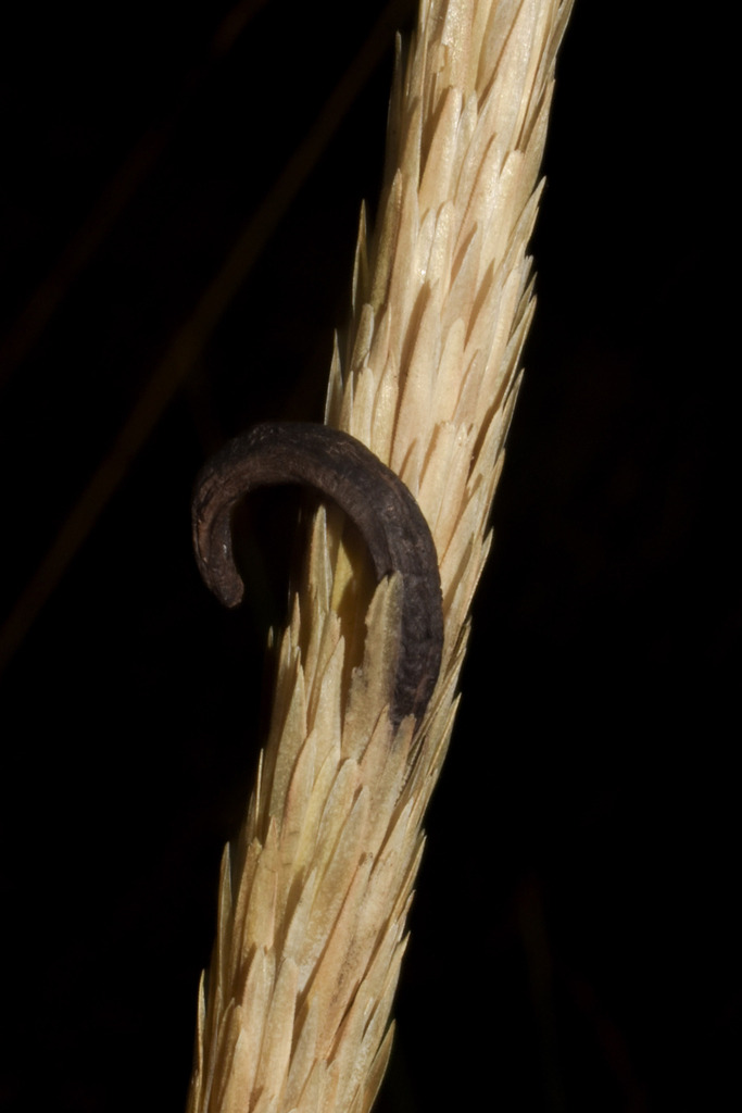 Clavicipiteae