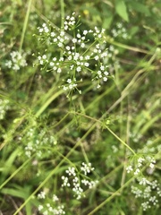 Ptilimnium