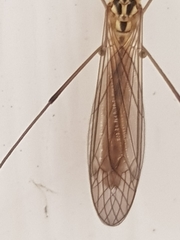 Nephrotoma flavescens