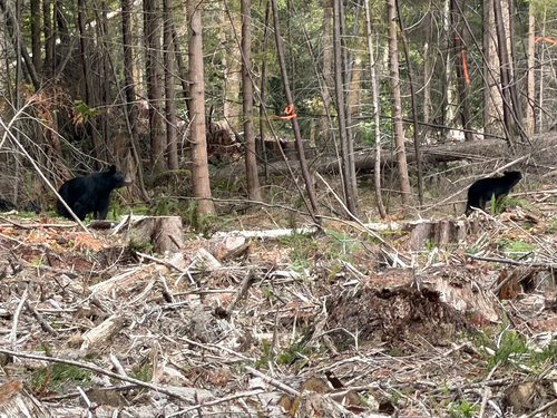 Black Bear sighting near Greater Vancouver