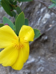 Dendromecon harfordii