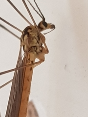 Nephrotoma flavescens