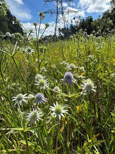Eryngium aquaticum