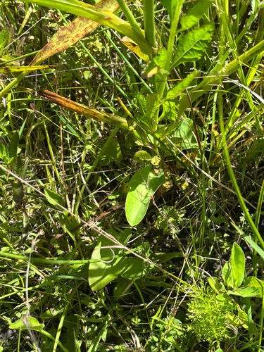 Eryngium aquaticum, photograph 2