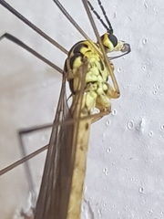 Nephrotoma flavescens