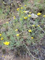 Eschscholzia ramosa