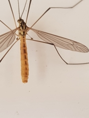 Nephrotoma flavescens