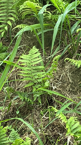 Christella dentata observed 2026-08-23
