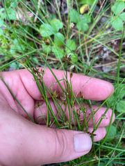 Juncus bulbosus, photograph author not stated, no rights reserved