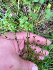 Juncus bulbosus, photograph author not stated, no rights reserved