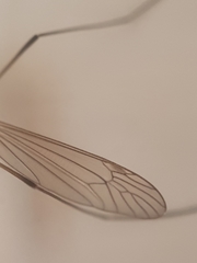 Nephrotoma flavescens