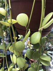 Peperomia