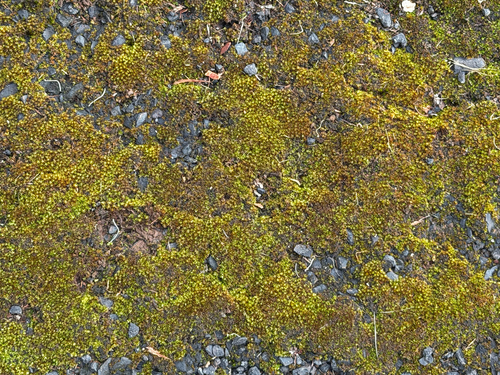 Hyophila involuta, 2026-08-30