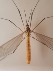 Nephrotoma flavescens