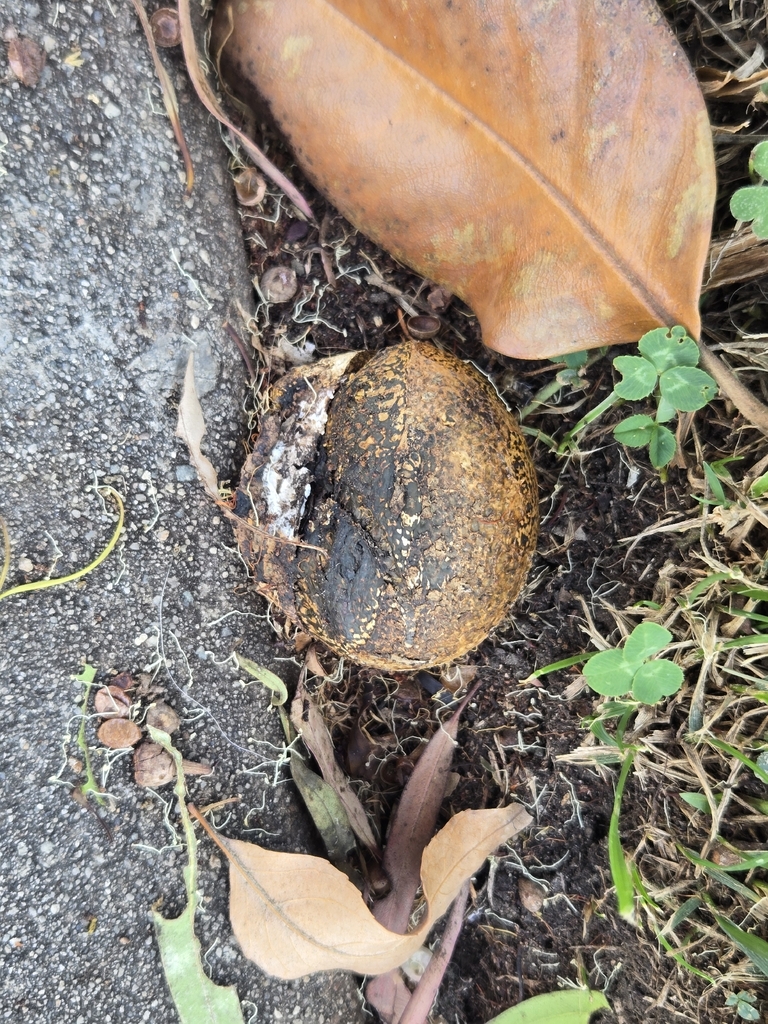 Dyeball · August 2026 · photo: Photo: (c) Christopher Cooke, some rights reserved (CC BY) · iNaturalist