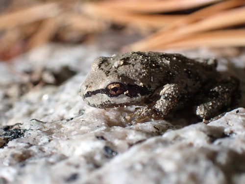 iNaturalist observation photo of Pacific chorus frog