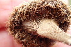 Lentinus stuppeus