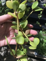 Peperomia