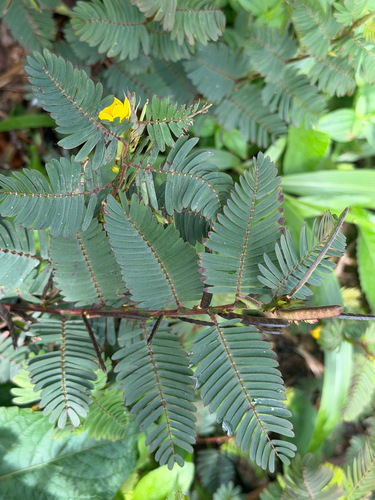 Chamaecrista nictitans observed 2026-08-30