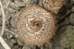 Lentinus stuppeus
