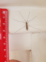 Nephrotoma flavescens