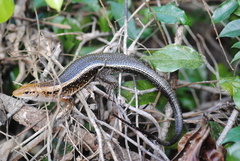 Zonosaurus laticaudatus