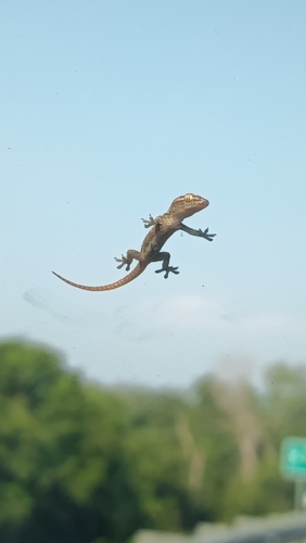 Asian House Gecko