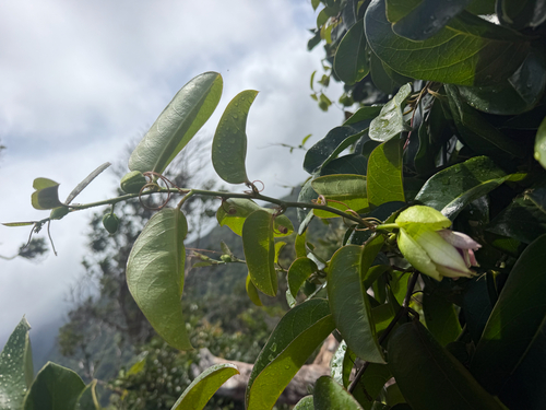 Passiflora laurifolia, photograph 2