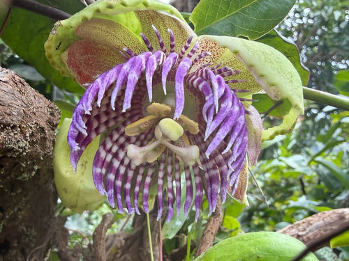 Passiflora laurifolia observed 2026-08-30
