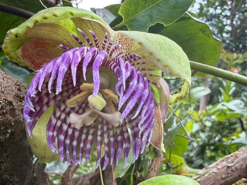 Passiflora laurifolia, photograph 1