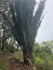 Attalea cohune