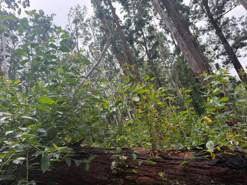 Eucalyptus robusta observed 2026-08-30