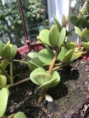 Peperomia