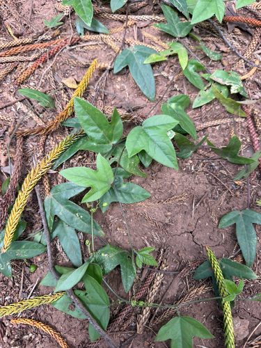 Passiflora suberosa observed 2026-08-30