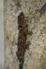Blaesodactylus ambonihazo