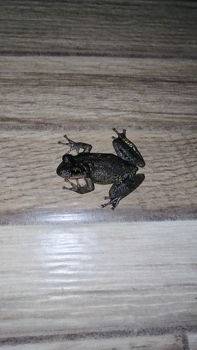 Venezuela Snouted Tree Frog
