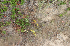 Solidago spathulata, photograph author not stated, no rights reserved