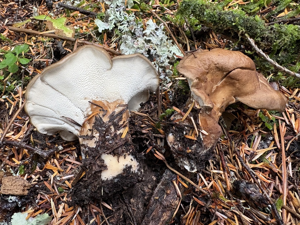 Polyporus decurrens · August 2026 · photo: Photo: (c) sylbobaggins, some rights reserved (CC BY) · iNaturalist